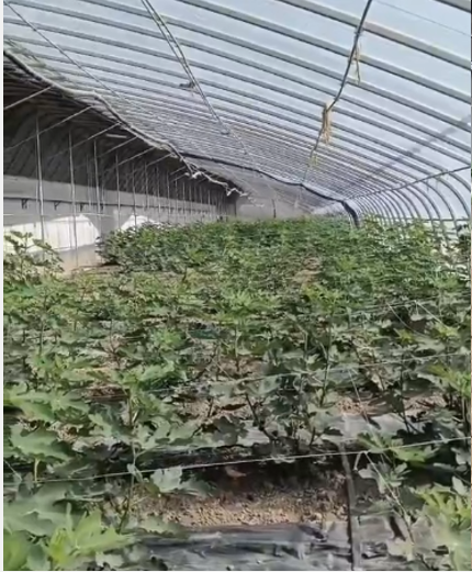 耕地地力提升